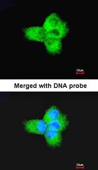 Tubulin alphaB antibody