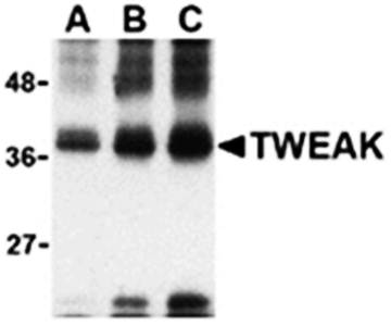 TWEAK Antibody