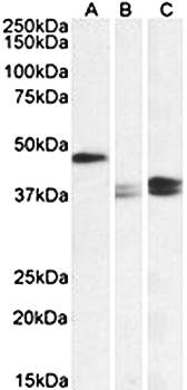 TXNDC5 (aa269-282) Antibody