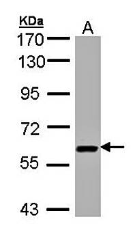 UAP1 antibody
