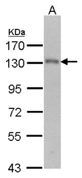 USP15 antibody