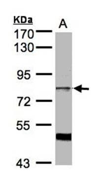 XE7 antibody