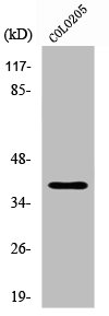 XRCC4 Antibody