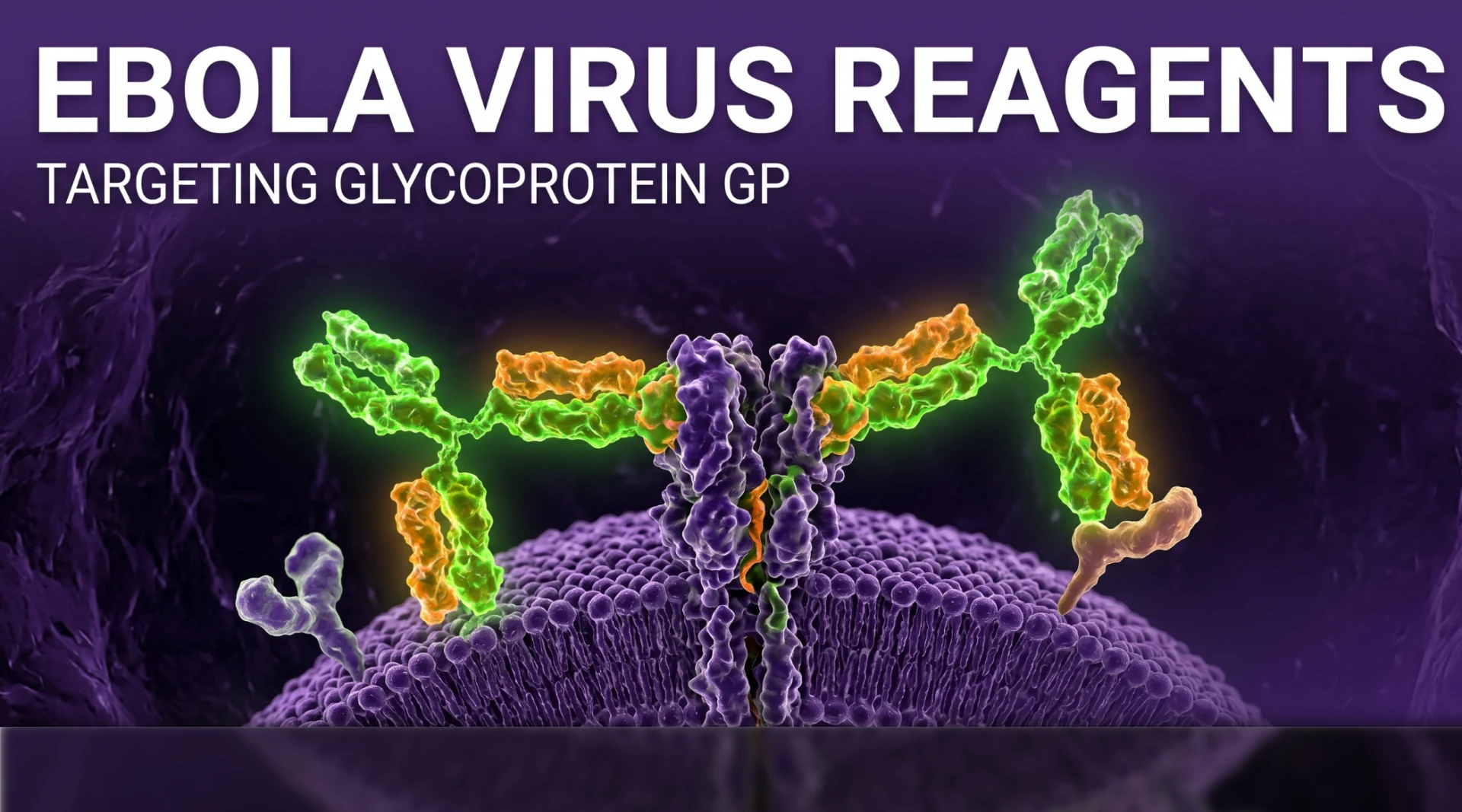 Target EBOV Glycoproteins
